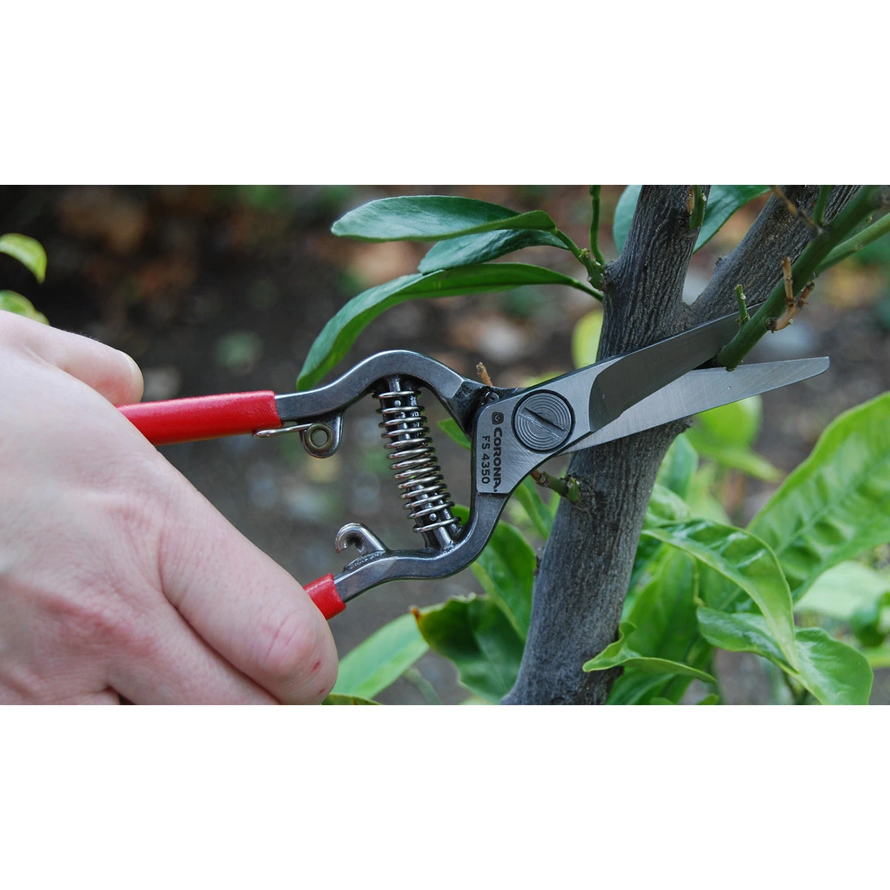 Corona Max Forged Thinning Shear 2 Corona Max Forged Thinning Shear - Image 2