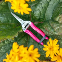 FloraBrite® Pink Flower & Fruit Snip -Household Tools Store GFB FSPINK burgon and ball fluorescent flower and fruit snip pink 03 63ab65c5 3716 47d8 8782 352257105b9c