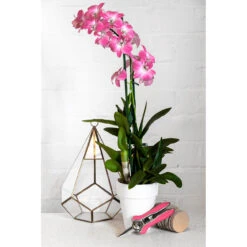 Orchid Snips -Household Tools Store GIG SNIP burgon and ball orchid snip 03