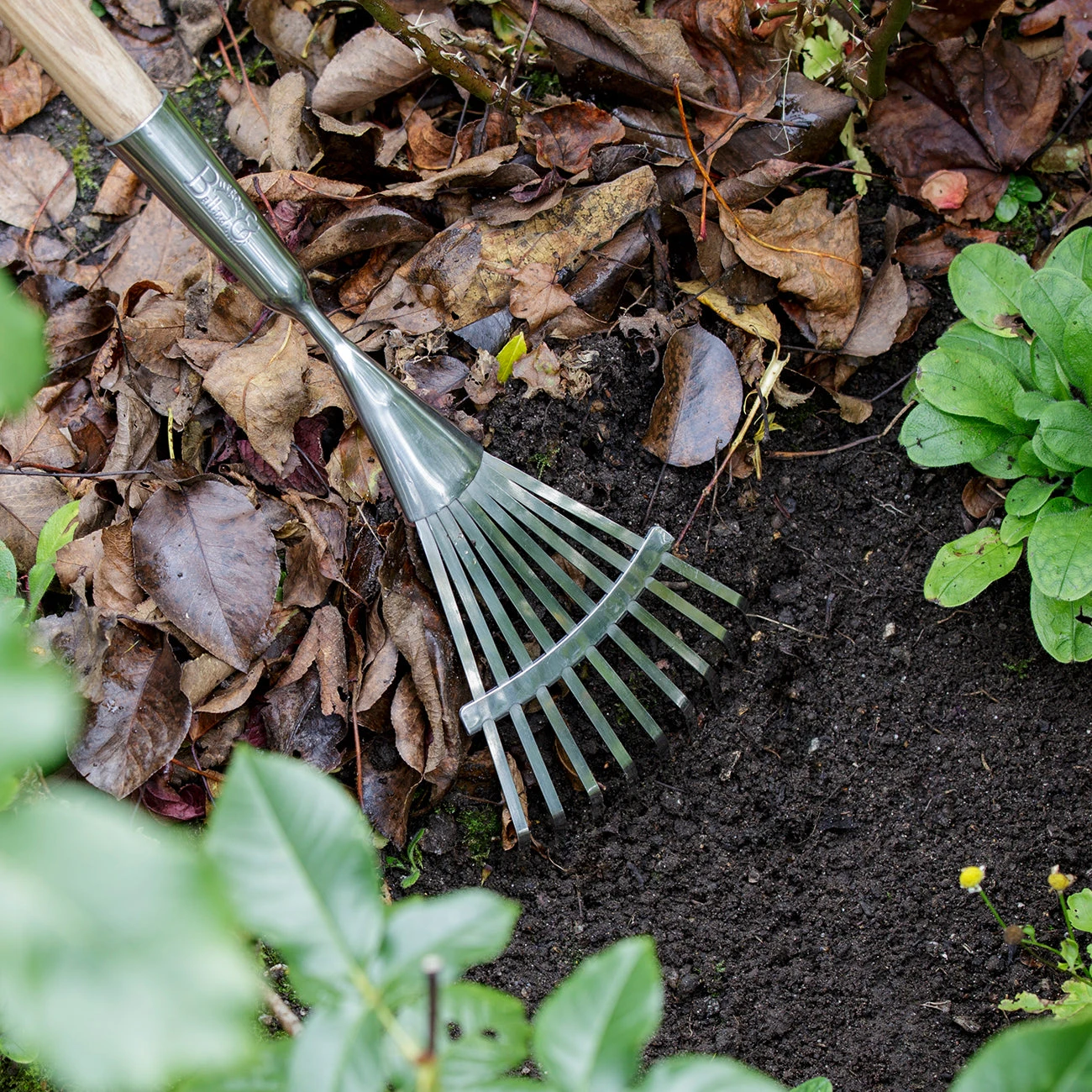 Long Handled Shrub Rake - RHS Endorsed 3 Long Handled Shrub Rake - RHS Endorsed - Image 3