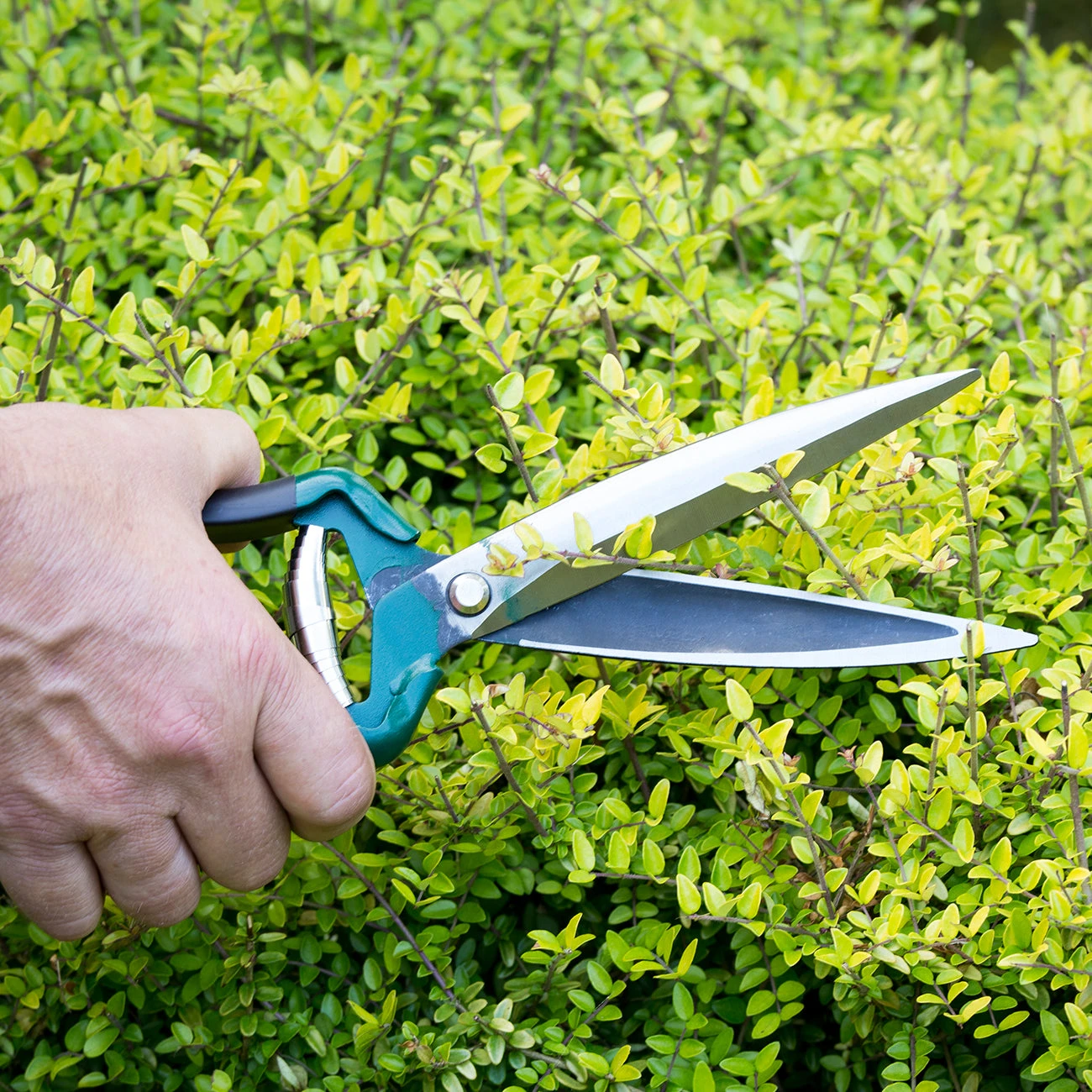 Shrub Shear - RHS Endorsed 3 Shrub Shear - RHS Endorsed - Image 3